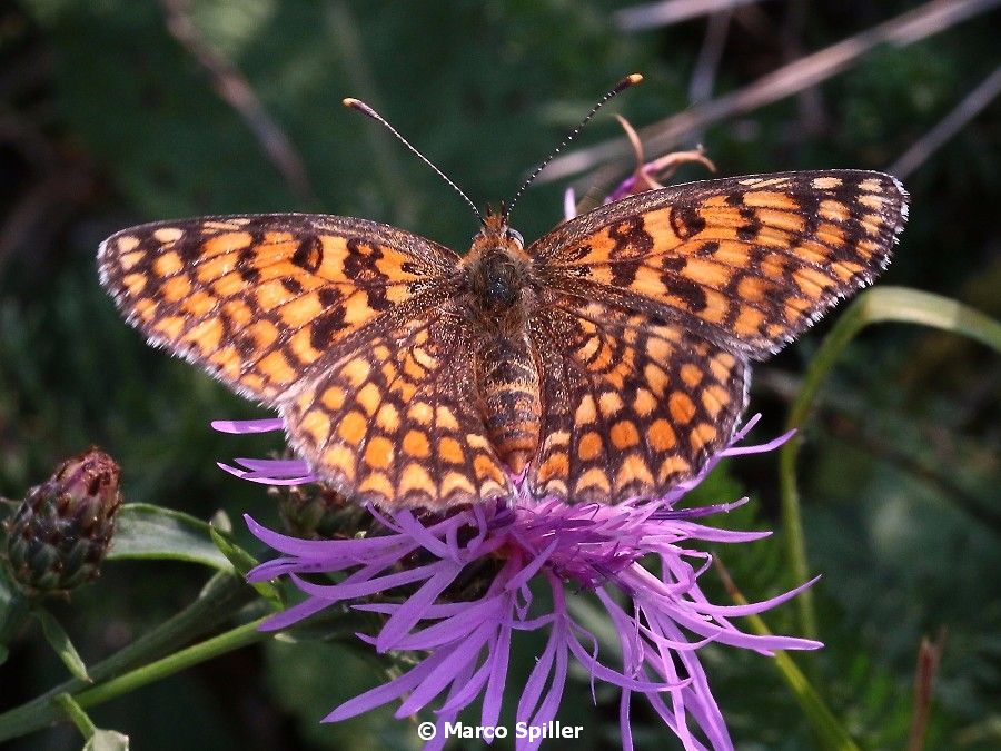 Da determinare - Melitaea phoebe, Nymphalidae